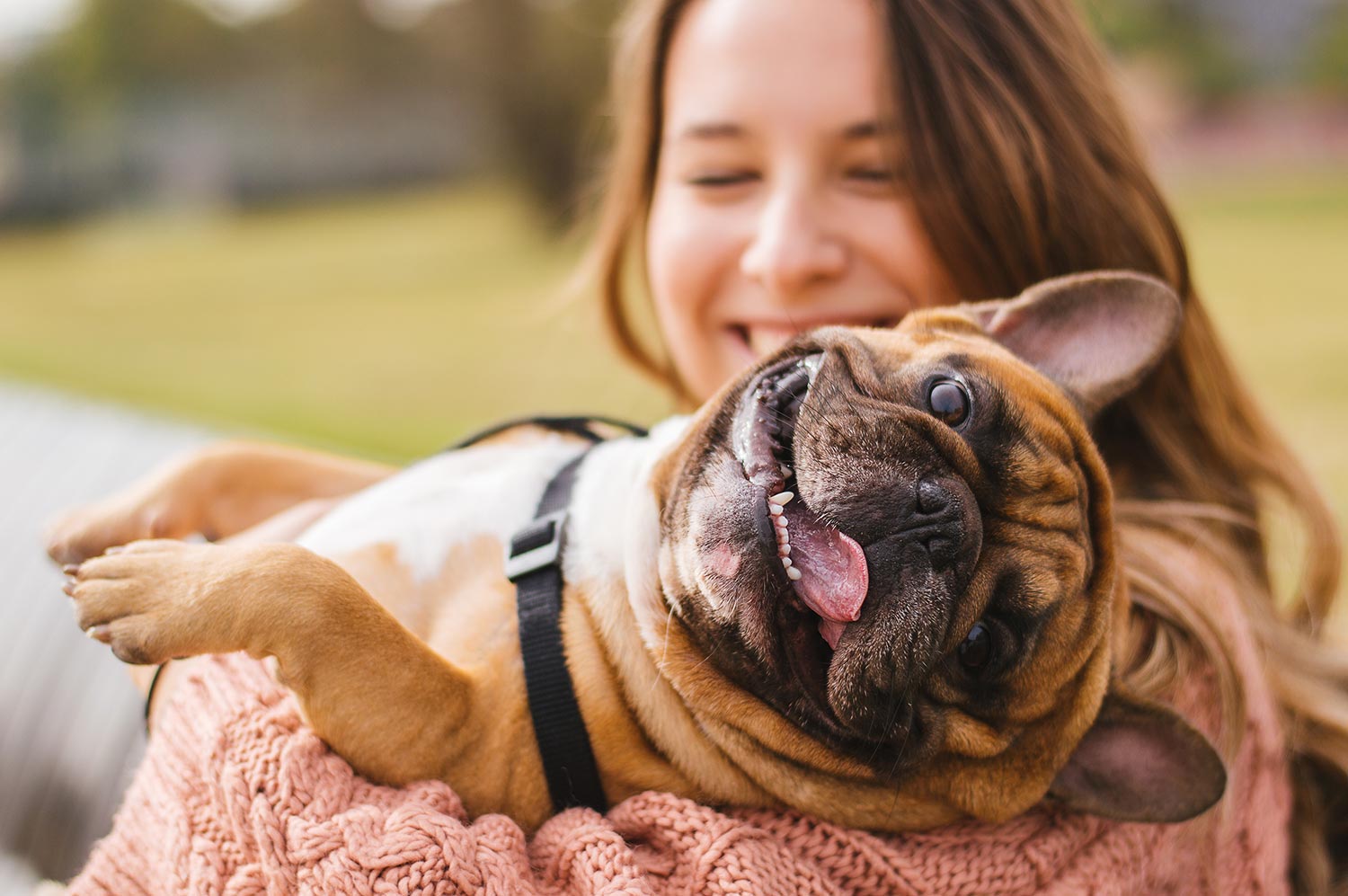 Los dueños de mascotas están obligados a hacerle un seguro a su mascota: las 6 cosas que debes saber